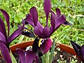 Iris histrioides 'George'