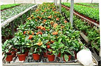 Ixora Maui from Meira Nursy Kedumim d.jpg