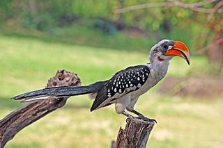 Jacksons hornbill species of bird