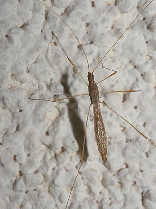 <i>Jalysus wickhami</i> Species of true bug