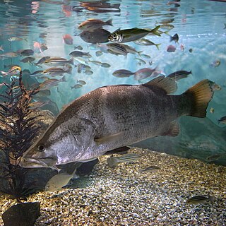 <span class="mw-page-title-main">Japanese lates</span> Species of fish