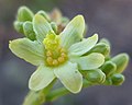 Jatropha sp. - hermaphroditic flower (4669392212).jpg