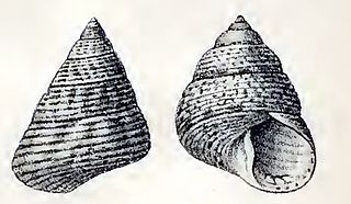 <i>Jujubinus montagui</i> Species of gastropod