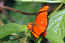 Dryas iulia iulia, Trinidad Julia butterfly (Dryas iulia iulia) male.JPG