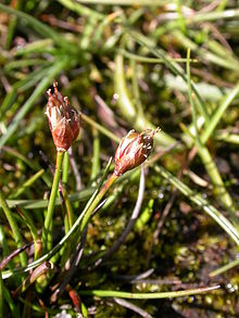 Juncus triglumis.JPG