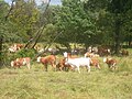Kühe auf der Weide (Kleinpostwitzer Weg) (3).JPG
