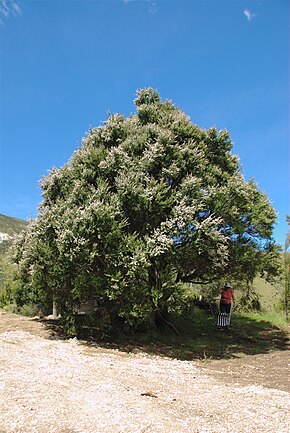 A Kanuka-fa képének leírása Puhi Puhi-völgyben, Kaikoura közelében.jpg.