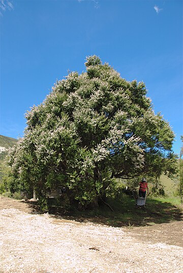 Kunzea ericoides