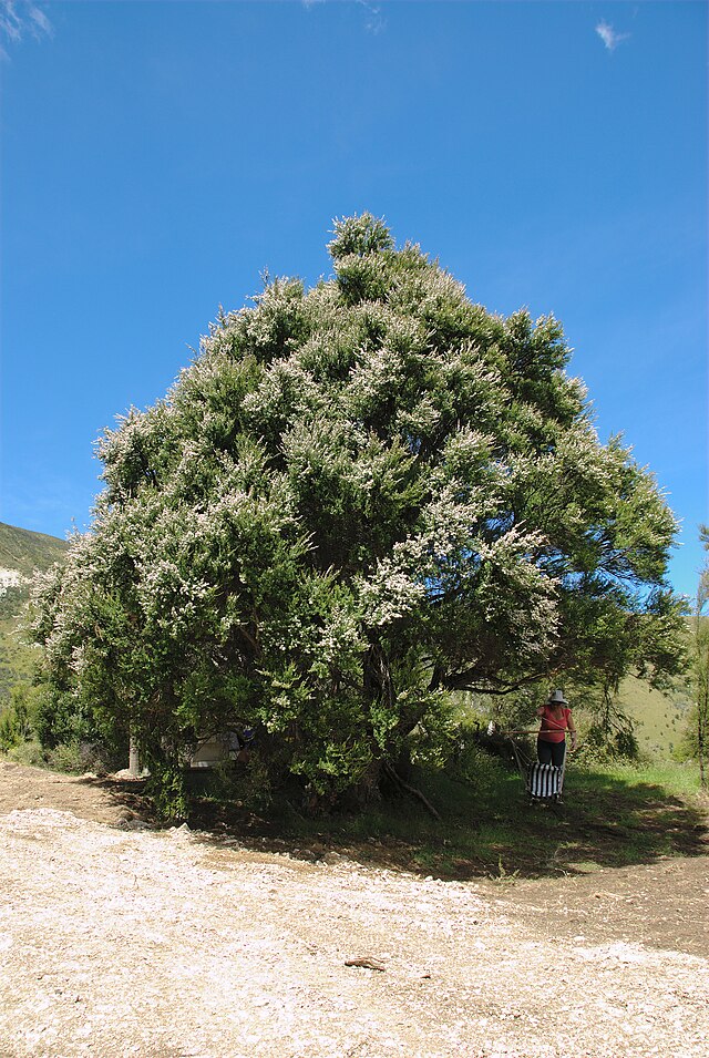 Description de l'image Kanuka Tree in Puhi Puhi valley, near Kaikoura.jpg.