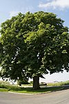 Chestnut tree in Gunskirchen