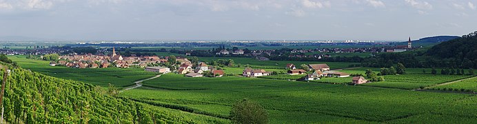 Vineyard in Kaysersberg
