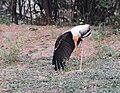 Keoladeo-Vogelschutzpark-54-Storch-2018-gje.jpg