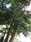 Kingiodendron pinnatum-1-mundanthurai-tirunelveli-India.jpg