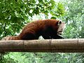 Red panda in zoo of Lille
