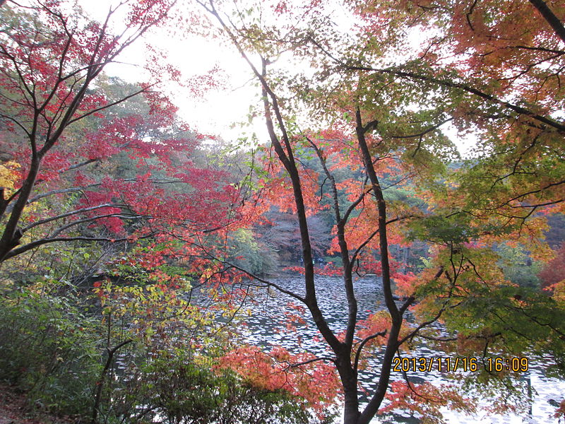 File:Kobe Municipal Arboretum in 2013-11-16 No,18.JPG
