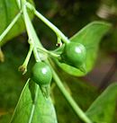 Fruit Kraussia floribunda, vrugte, a, Manie van der Schijff BT.jpg