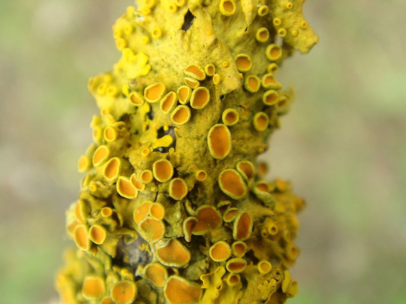 File:Krustenflechte gelb auf Ast Lichenes yellow on stick.jpg