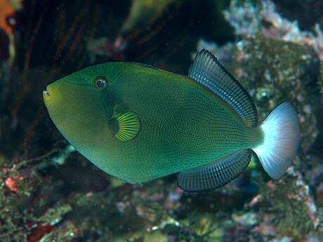 Pinktail triggerfish