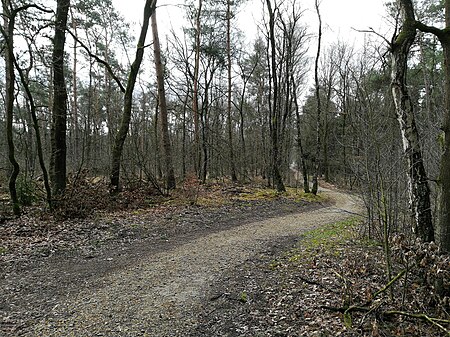 Lüntener Wald 20180330 112640