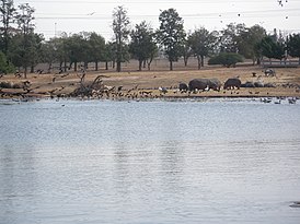 Meer en dieren in het zoölogisch centrum van Tel Aviv-Ramat Gan.JPG