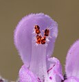 Lamium purpureum ENBLA12.jpg