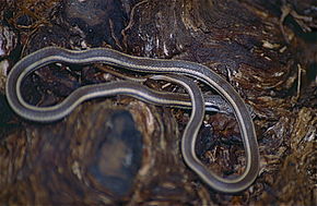 Kuvaus Lamprophiid Snake (Liophidium vaillanti) -kuvasta (9629535604) .jpg.