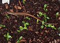 L. delicata & Atherosperma seedlings