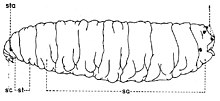 Fig. 1. Larve de stade III de Sarcophaginae.