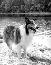 Lassie TV series (1954-1973), filming on location in Florida (1965) Lassie.jpg