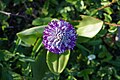 Focussing on the lower parts of the flower