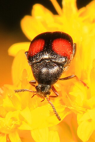 <i>Sennius abbreviatus</i> Species of beetle