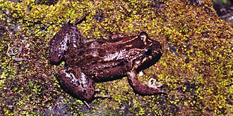 Sabinal Frog (Leptodactylus melanonotus) Municipality of Aldama, Tamaulipas, Mexico (3 June 2004). Leptodactylus melanonotus WLF-255-7A, Municipio Aldama; 3 June 2004.jpg