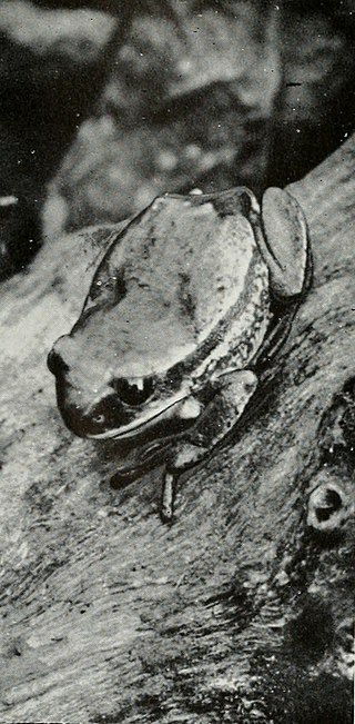 <span class="mw-page-title-main">Anchieta's tree frog</span> Species of frog