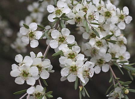 Leptospermum_sericatum