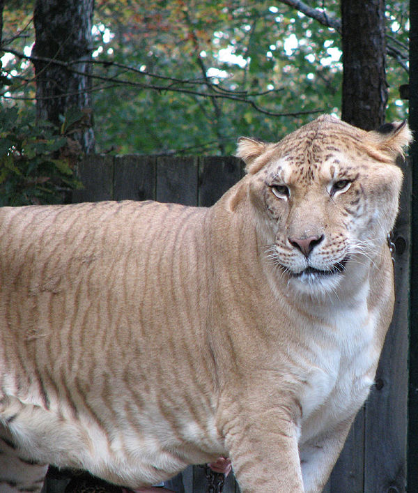 Liger, a lion/tiger hybrid bred in captivity