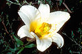 Lilium regale in habitat, Wolong, Sichuan, China