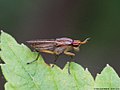 Limnia unguicornis (Scopoli, 1763)