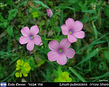 Linum pubescens in Israel with Euphorbia esula Linum-pubescens-Zachi-Evenor-001.jpg