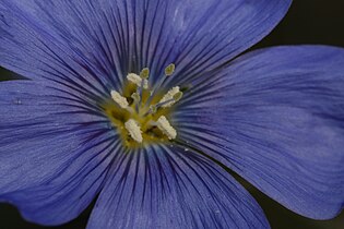 Linum lewisii