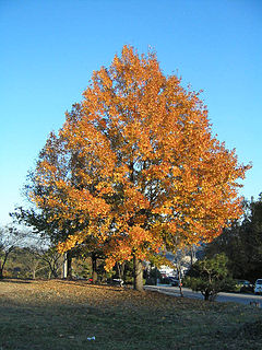 <i>Liquidambar formosana</i> Species of tree