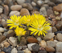 Lithops dorotheae 001 GotBot 2015.jpg