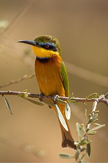 Malgranda Bee-eater.jpeg