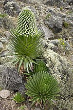 Miniatura para Lobelia deckenii