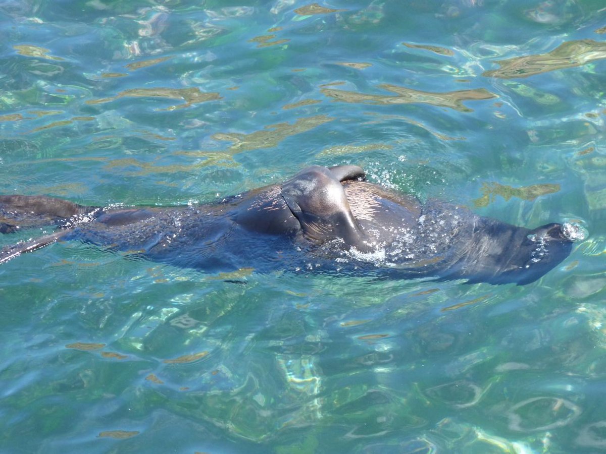 Brown fur seal - Wikipedia