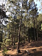 Lone Pine tree (Pinus brutia).jpg