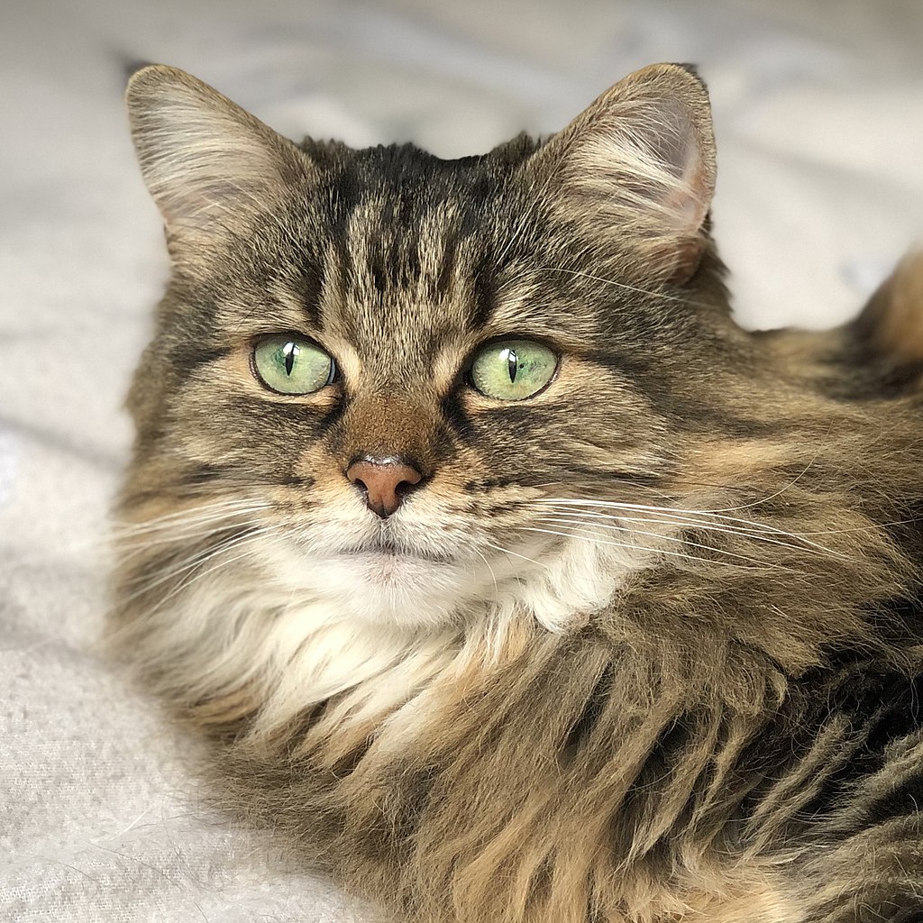 File:Long Haired Tabby Domestic Cat Face.jpg - Wikimedia Commons
