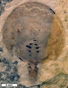 Lunataspis aurora の化石標本