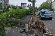 Deutsch: Entwurzelter Baum an der Hingbergstraße in Mülheim an der Ruhr English: Uprooted tree at Hingbergstraße in Mülheim an der Ruhr