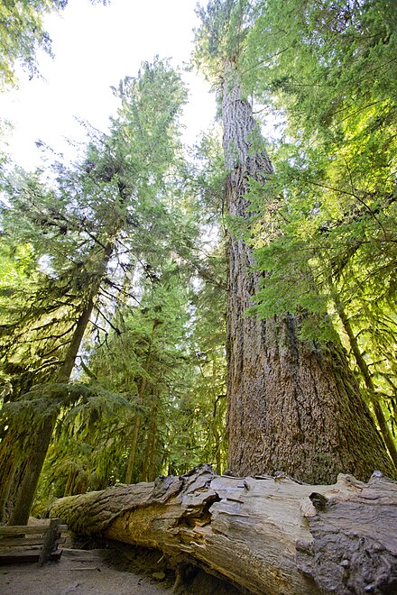 Big trees in Cathedral Grove