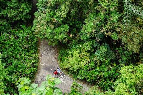 MacRitchie Nature Trail, Singapura (rayek gamba: 4.592 × 3.064)